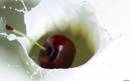 <b>Название: </b>ws_Cherry_Milk_Drop_1680x1050, <b>Добавил:<b> Olgert<br>Размеры: 1680x1050, 205.0 Кб